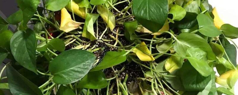 花卉叶子黄是怎么回事（花卉叶子黄了怎么办）