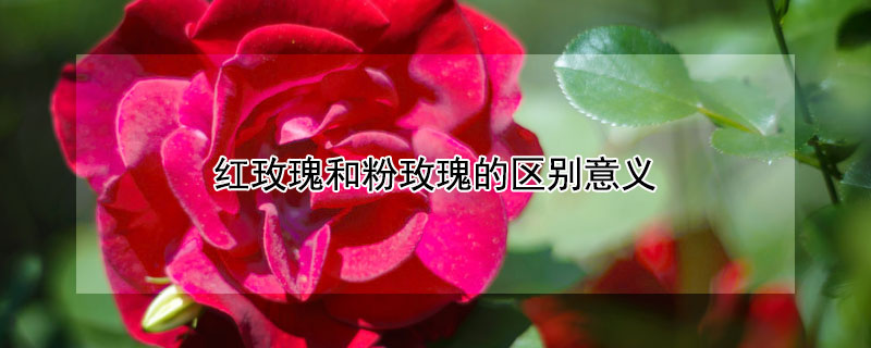 红玫瑰和粉玫瑰的区别意义（11 19 33 99朵玫瑰代表什么）