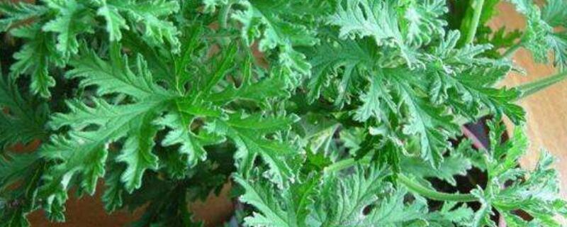 驱蚊草叶子发黄是怎么回事（驱蚊草叶子变黄是怎么回事?）