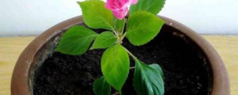 水梅花怎么泡根（水梅花怎么泡根发芽）