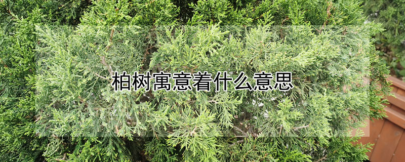 柏树寓意着什么意思（柏树的吉祥寓意）