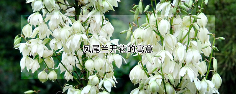 凤尾兰开花的寓意 凤尾兰开花的寓意是什么