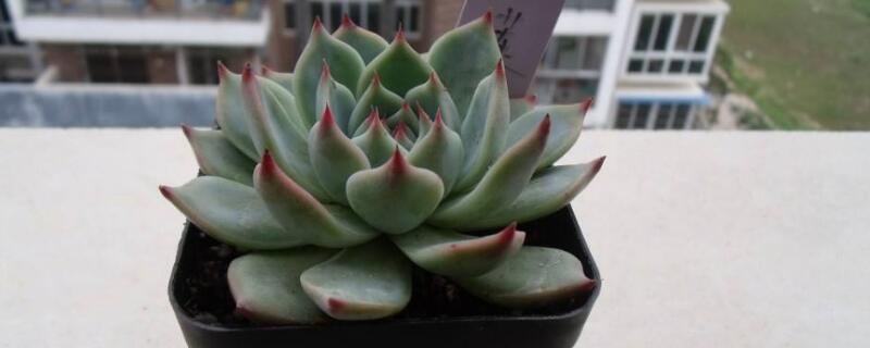 多肉肉花怎么养 肉肉花怎么养才好