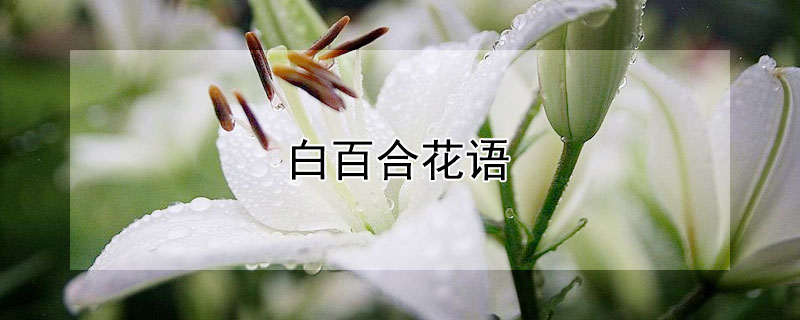 白百合花语 白百合花语和寓意是什么意思