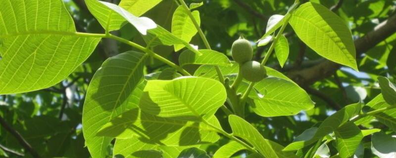 核桃树生虫用什么药 核桃树上的虫子图片