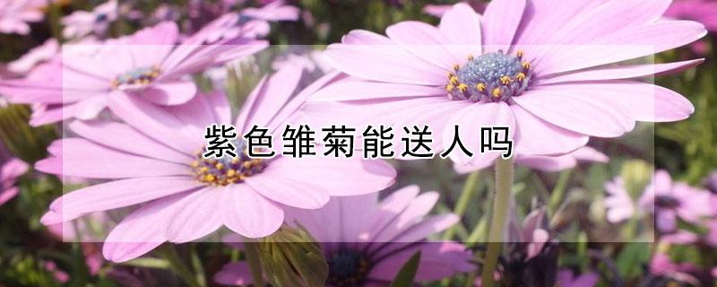 紫色雏菊能送人吗（紫色雏菊能送人吗）