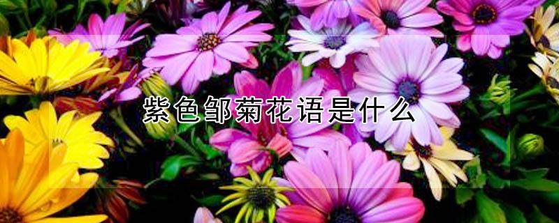 紫色邹菊花语是什么 紫色雏菊可以养在家里吗