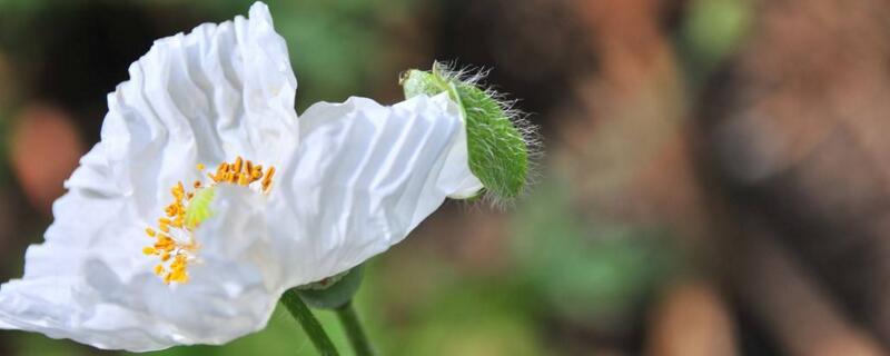 白色虞美人花语 白色虞美人的花语