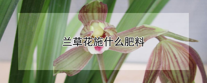 兰草花施什么肥料 兰草花施什么肥料长得快