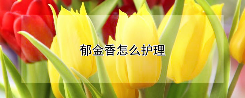 郁金香怎么护理 郁金香怎么保养