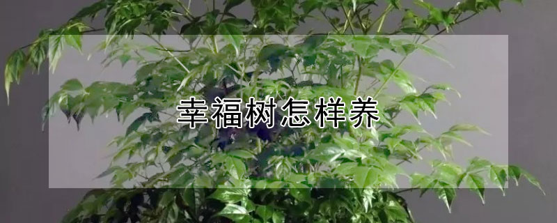 幸福树怎样养 幸福树怎样养护浇水施肥