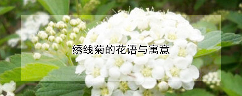 绣线菊的花语与寓意（绣线菊的花语与寓意有几种）