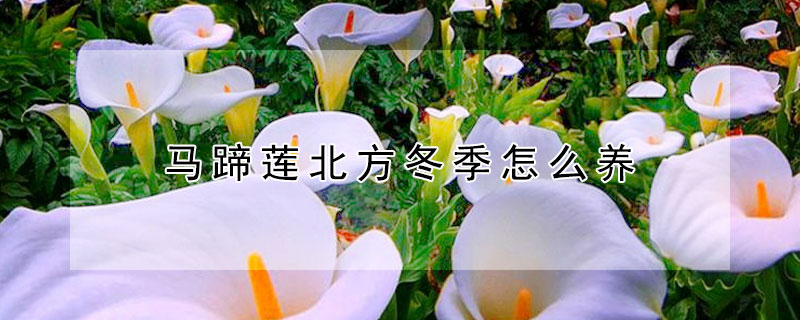 马蹄莲北方冬季怎么养（马蹄莲北方冬季怎么养殖）