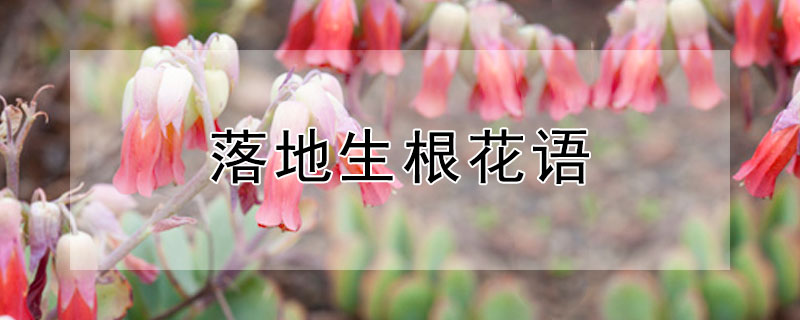 落地生根花语（落地生根花语象征与寓意）