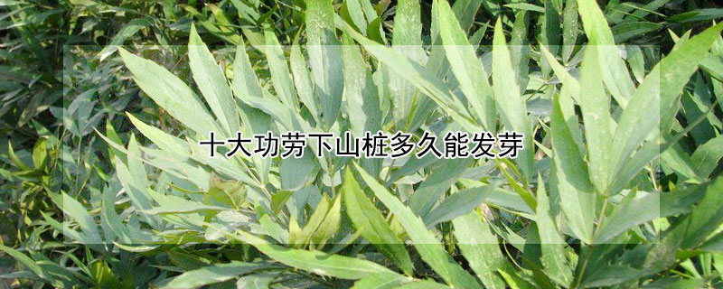 十大功劳下山桩多久能发芽 十大功劳老桩