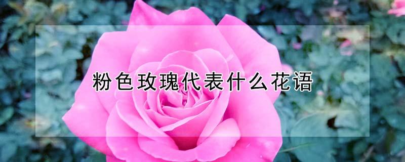 粉色玫瑰代表什么花语（粉色玫瑰代表什么花语和寓意）