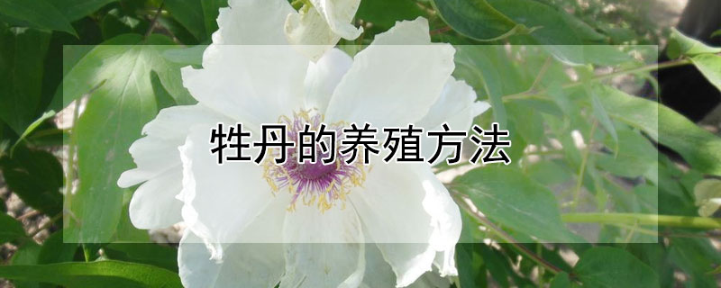 牲丹的养殖方法（牲丹花的功效与作用）