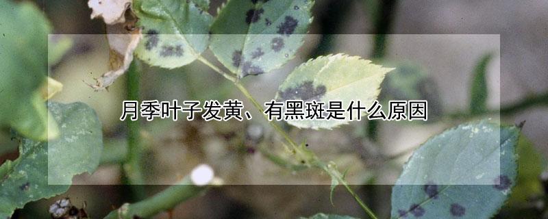 月季叶子发黄、有黑斑是什么原因（月季叶子发黄,有黑斑是什么原因引起的）