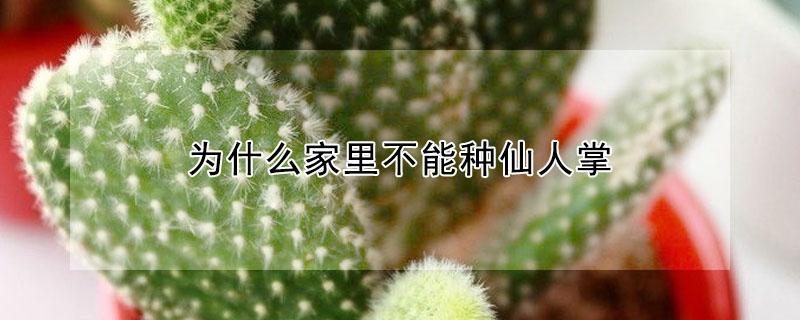为什么家里不能种仙人掌 为什么家里不能种仙人掌会带来哪些危害
