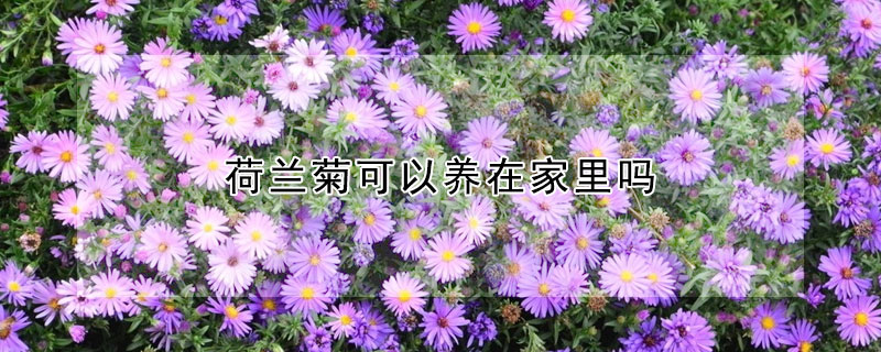 荷兰菊可以养在家里吗 荷兰菊可以养在家里吗