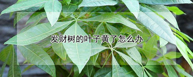 发财树的叶子黄了怎么办（发财树的叶子黄了怎么办视频）