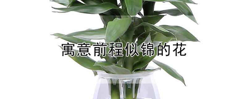 寓意前程似锦的花 寓意前程似锦的花语