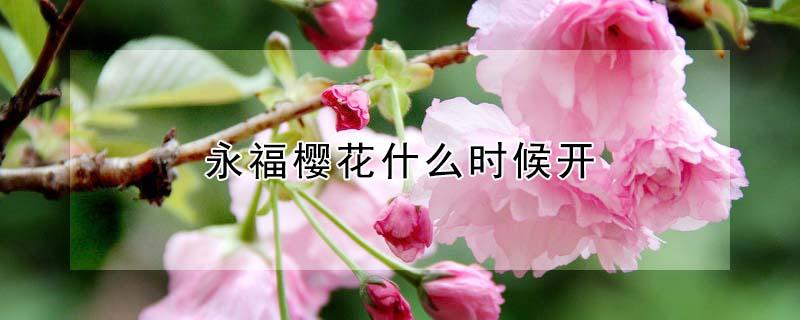 永福樱花什么时候开 永福樱花几月份去好