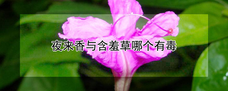 夜来香与含羞草哪个有毒 夜来香与含羞草哪个有毒一点