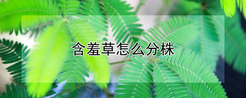 含羞草怎么分株 含羞草怎么分株方法