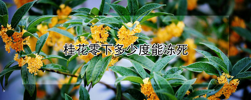 桂花零下多少度能冻死（桂花零下几度能冻死）