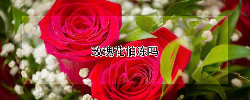 玫瑰花怕冻吗 玫瑰花怕冻吗冬天栽到地下行吗