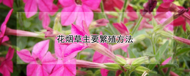 花烟草主要繁殖方法 花烟草播种时间和方法