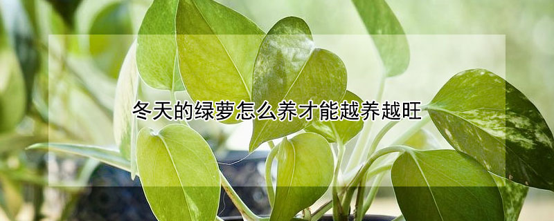 冬天的绿萝怎么养才能越养越旺（冬天的绿箩怎么养）