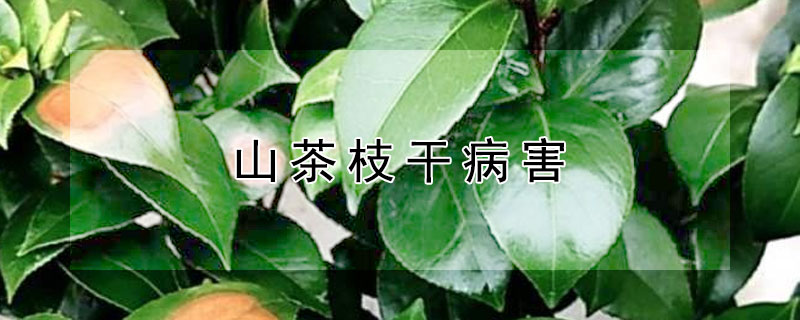 山茶枝干病害（山茶枝枯病）