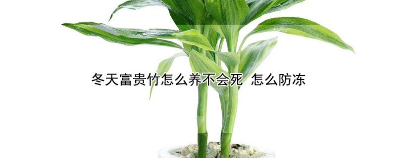 冬天富贵竹怎么养不会死（冬天里的富贵竹怎么养）