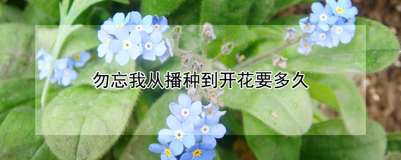 勿忘我从播种到开花要多久（勿忘我栽种时间）