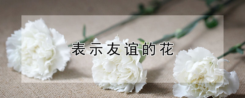 表示友谊的花（表示友谊的花有哪些）