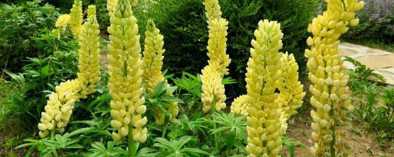 羽扇豆花语 羽扇豆花语在日本的意思