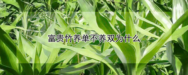 富贵竹养单不养双为什么 富贵竹养单不养双为什么不能养