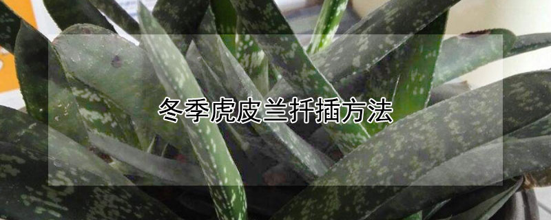 冬季虎皮兰扦插方法（虎皮兰冬季怎么扦插）
