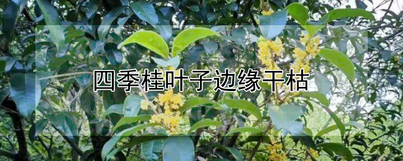 四季桂叶子边缘干枯（四季桂叶子边缘干枯掉叶怎么办）