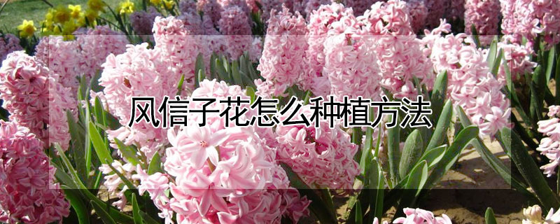风信子花怎么种植方法 风信子花怎么种植方法视频