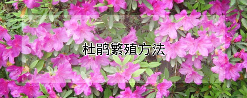 杜鹃繁殖方法 杜鹃繁殖方法视频
