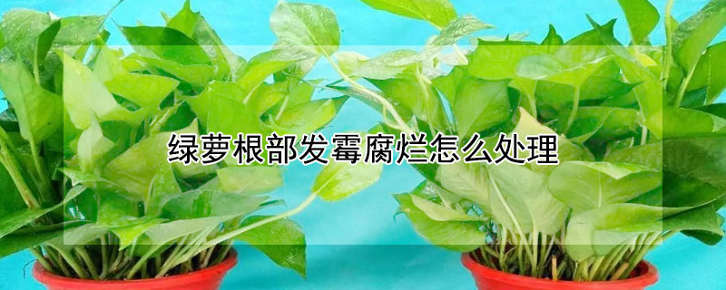 绿萝根部发霉腐烂怎么处理 绿萝根部发霉腐烂怎么处理视频