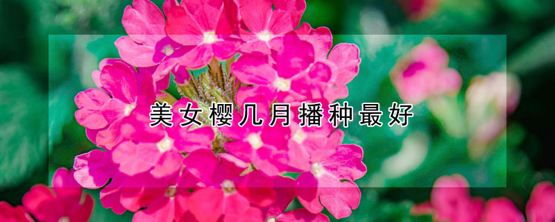 美女樱几月播种最好 美女樱几月份播种