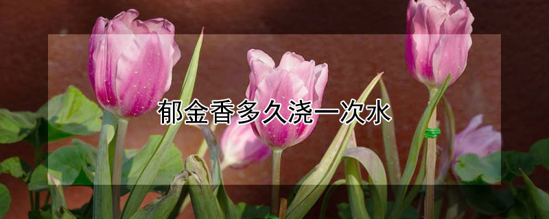 郁金香多久浇一次水（郁金香多久浇一次水,怎么浇）