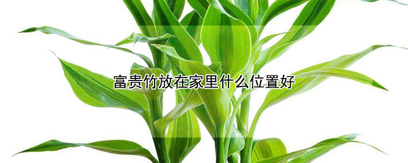 富贵竹放在家里什么位置好 水养富贵竹放在家里什么位置好