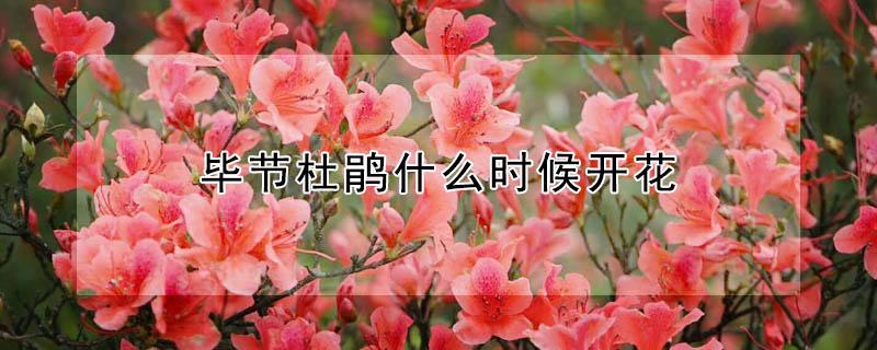毕节杜鹃什么时候开花 毕节杜鹃几月份开花