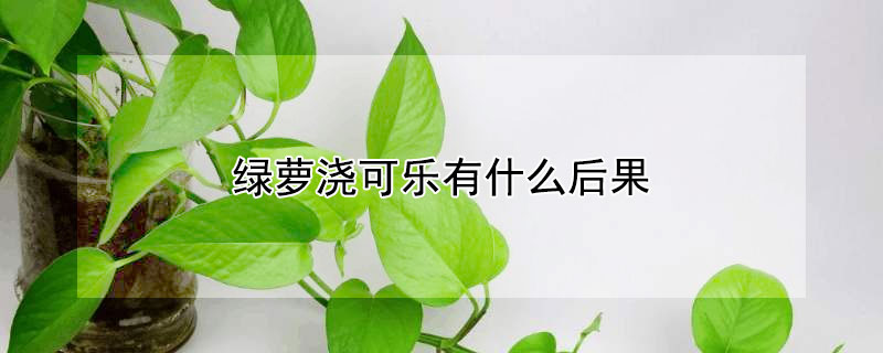 绿萝浇可乐有什么后果（绿萝浇可乐会怎么样）