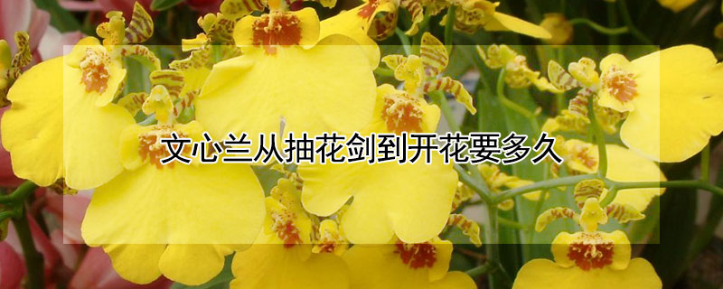 文心兰从抽花剑到开花要多久 文心兰从抽花剑到开花要多久时间